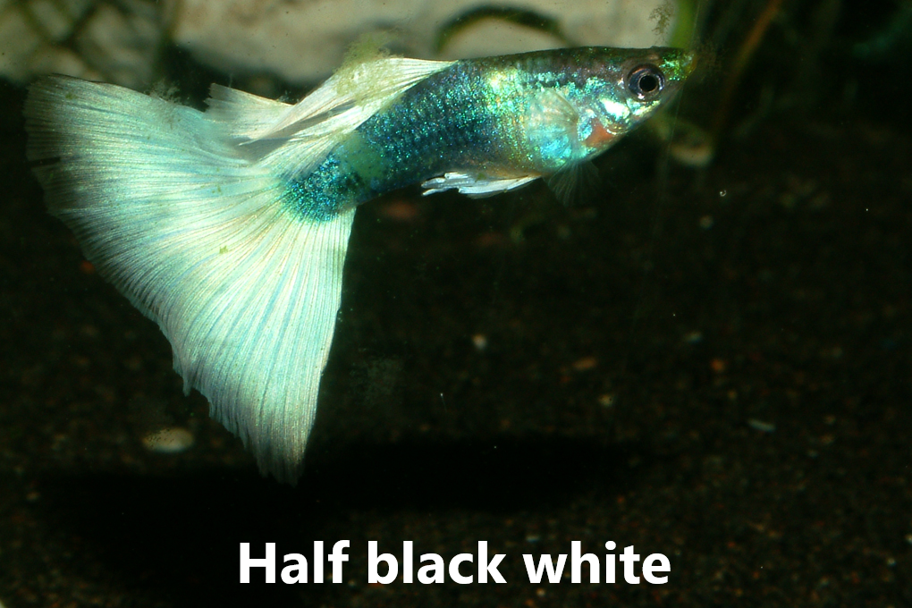 Guppy slör