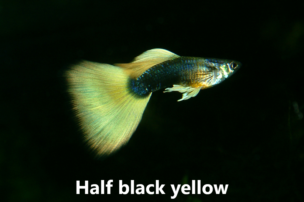 Guppy slör