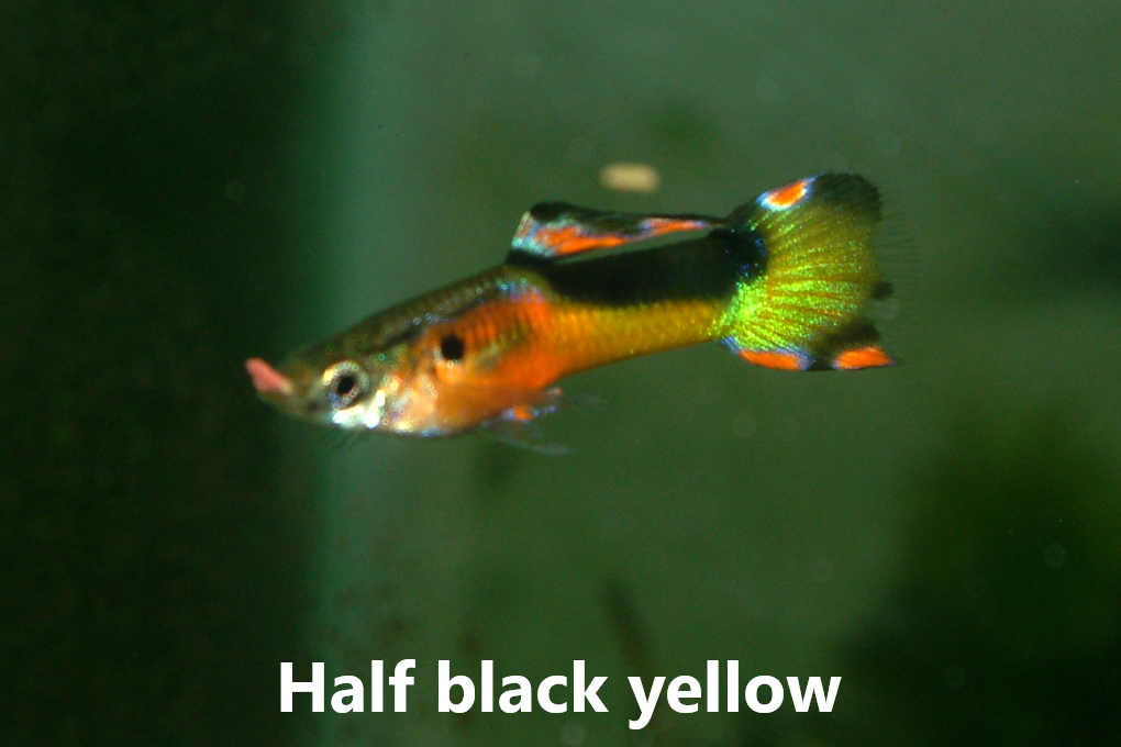 Guppy endler