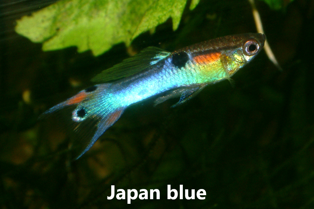 Guppy endler