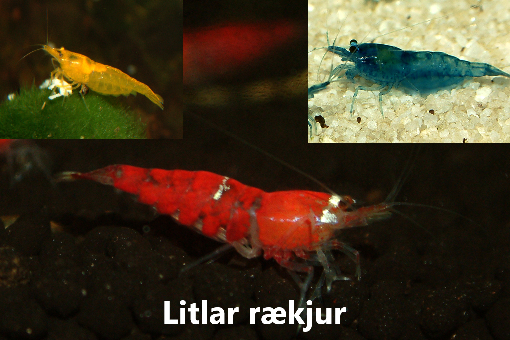 Rækjur flokkar