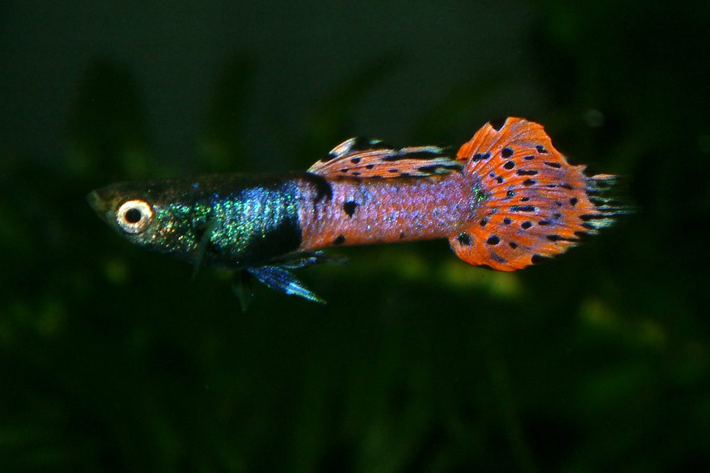 Guppy endler