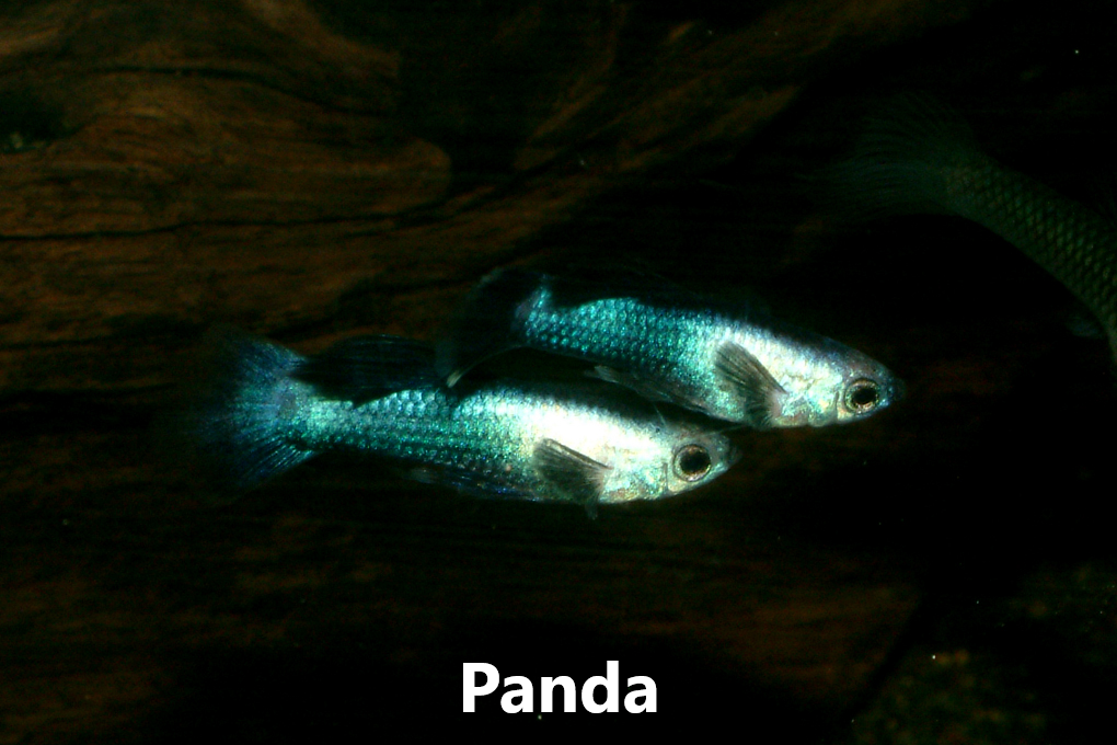 Guppy endler