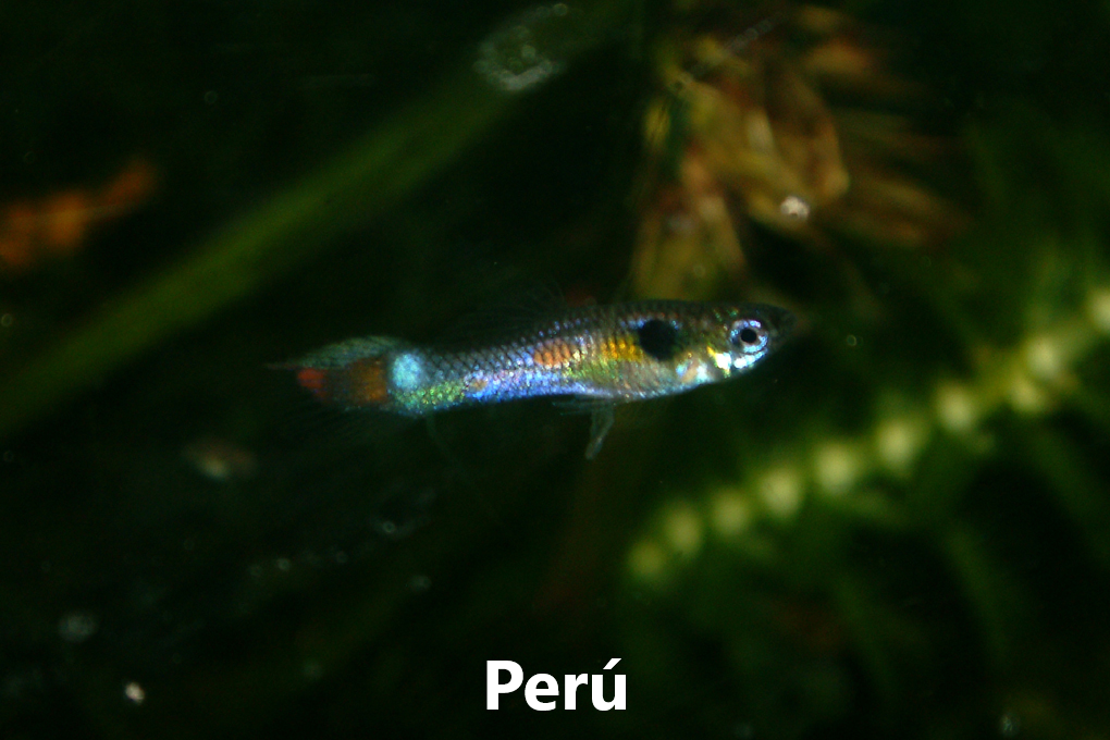 Guppy endler
