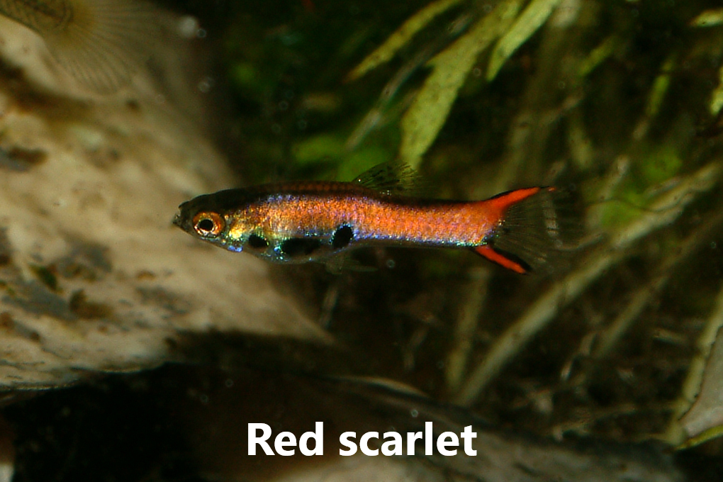 Guppy endler