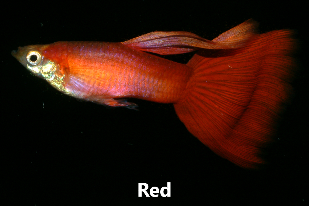 Guppy slör