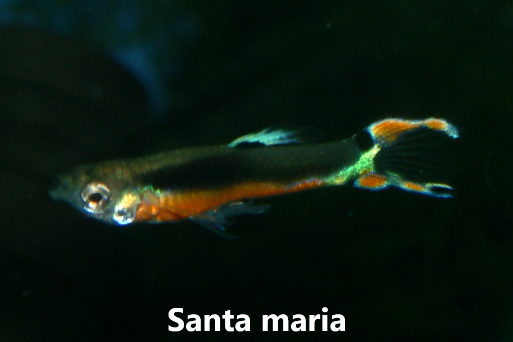 Guppy endler