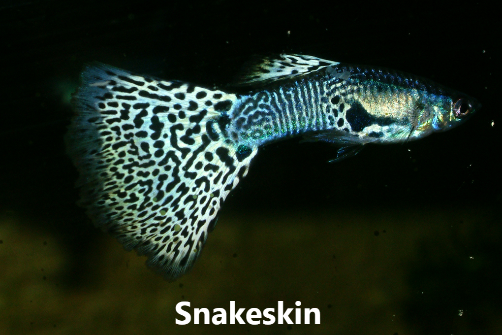 Guppy slör
