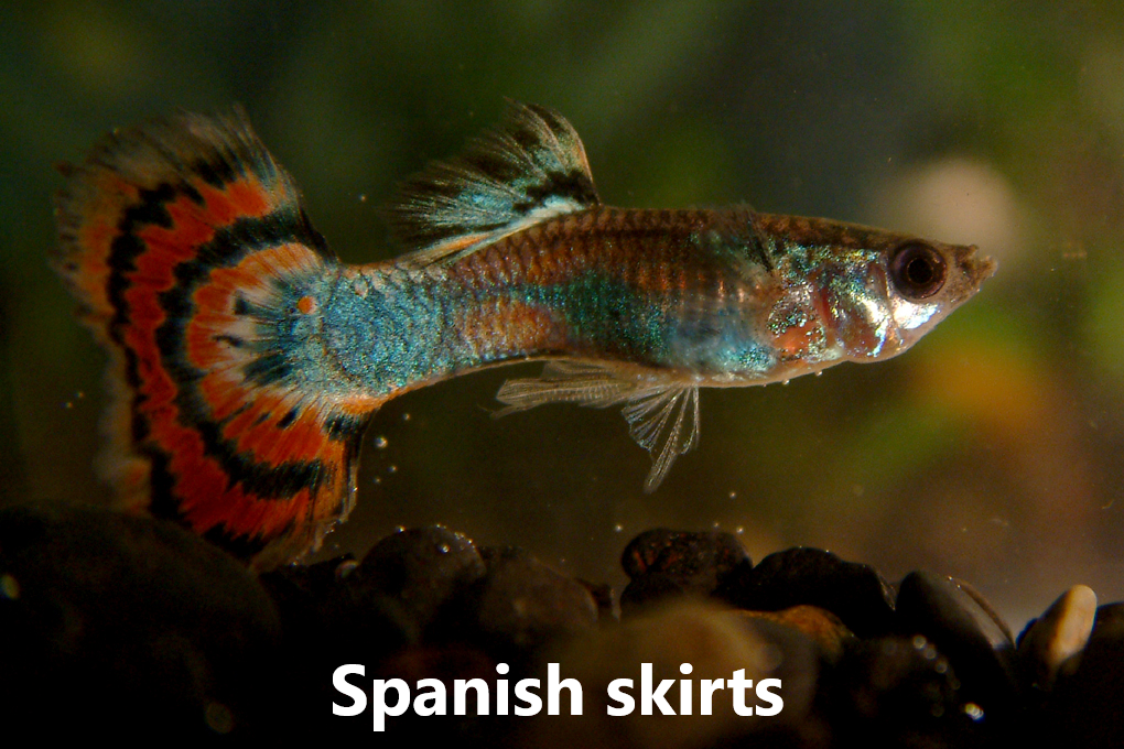 Guppy slör