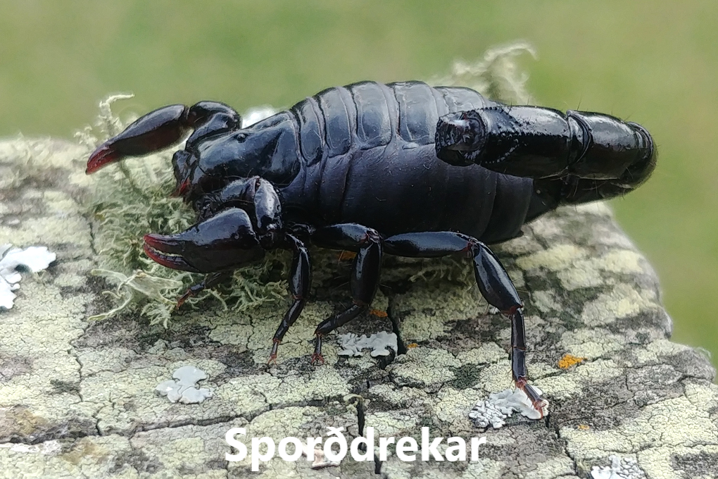 SKORDÝR