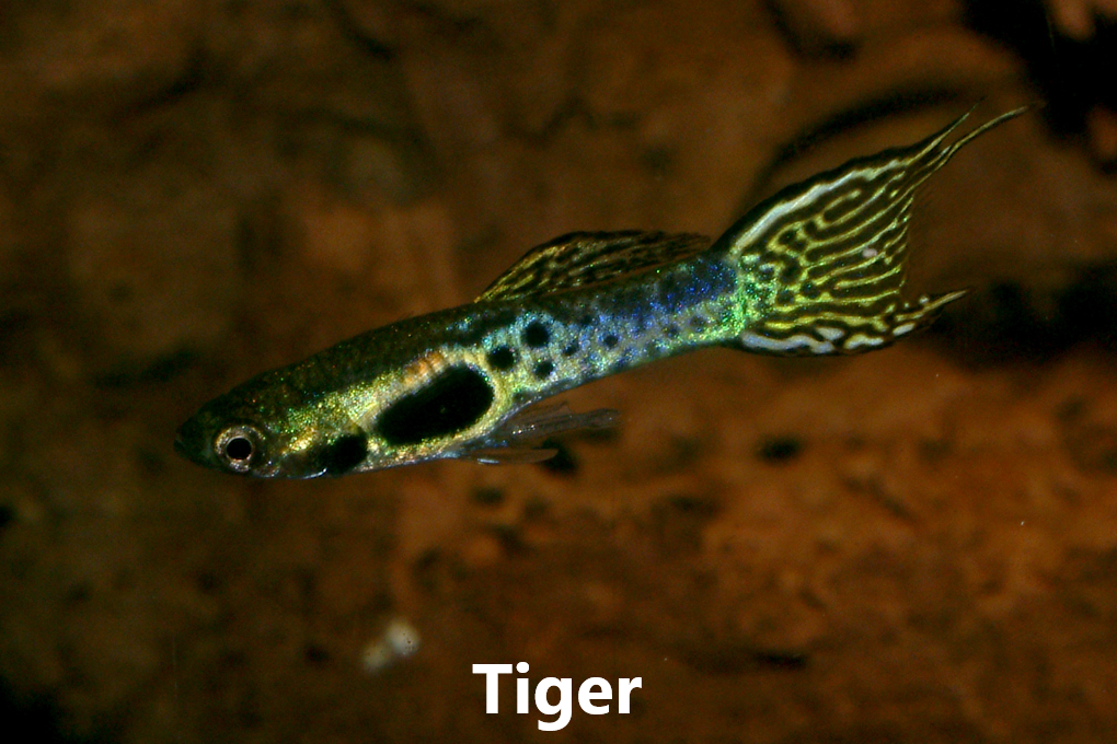 Guppy endler