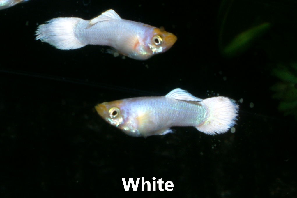 Guppy endler