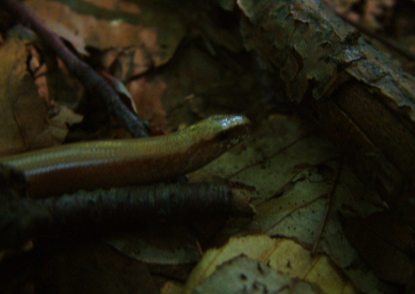 Anguis fragilis