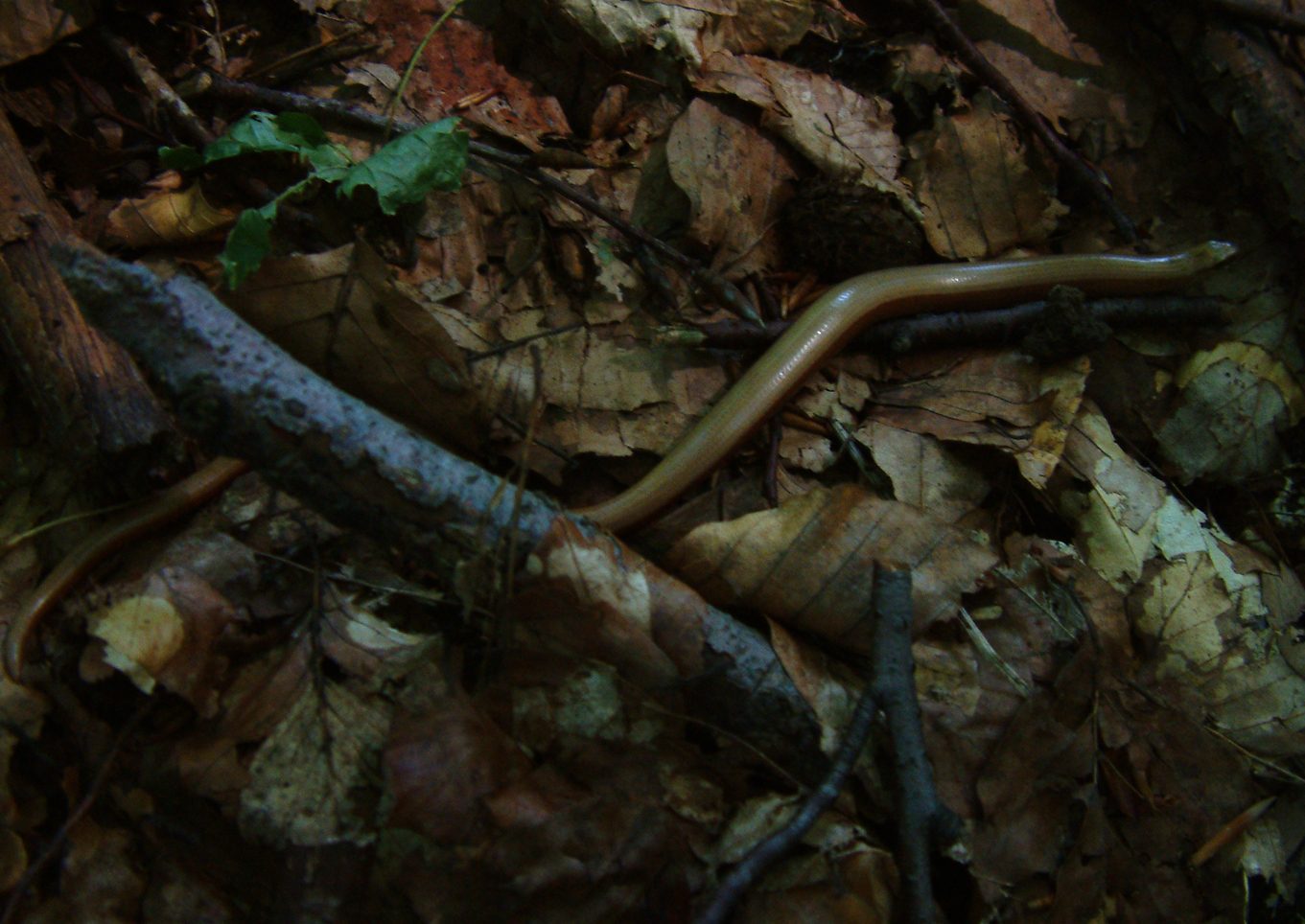 Anguis fragilis
