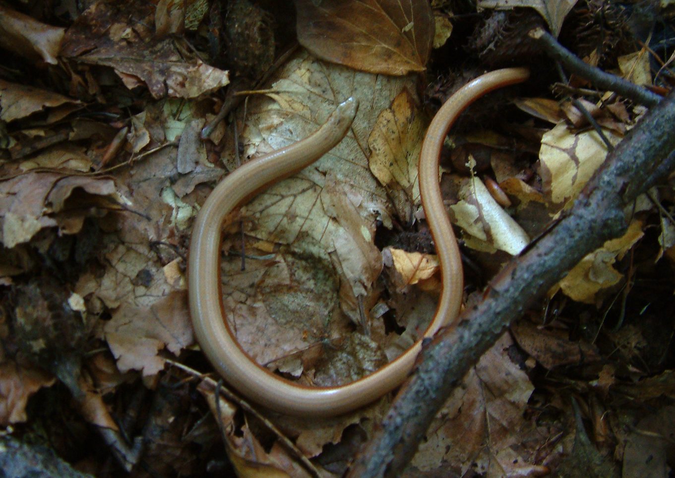 Anguis fragilis