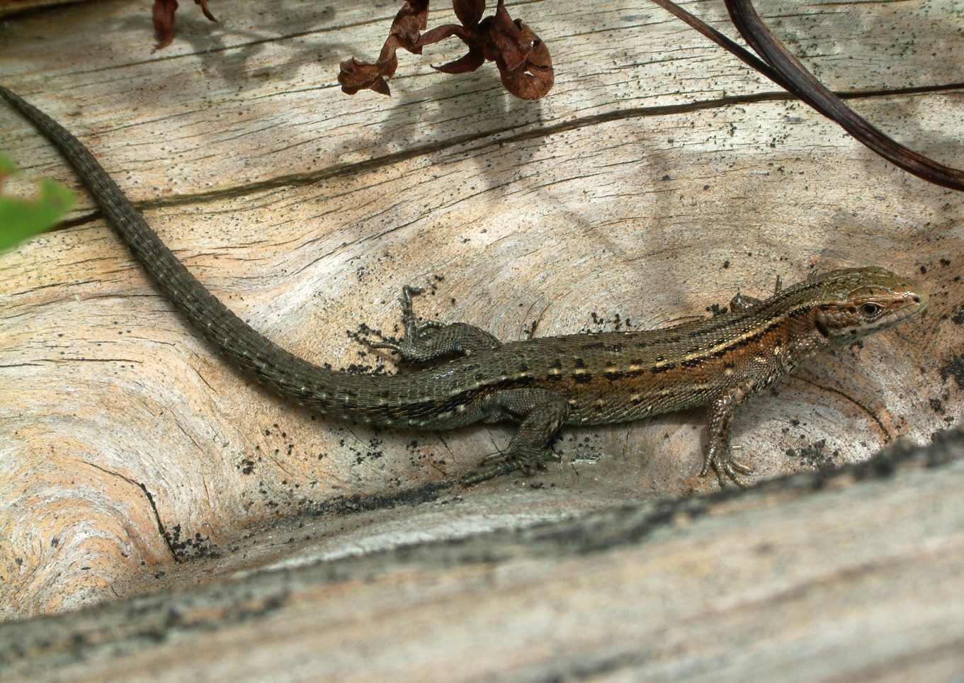 Zootoca vivipara