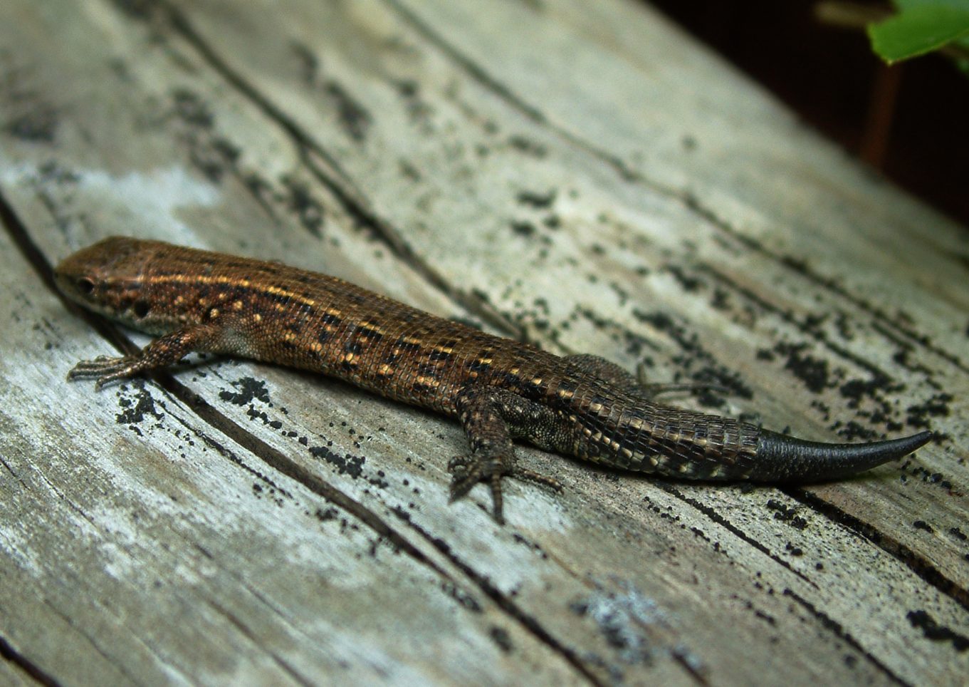 Zootoca vivipara