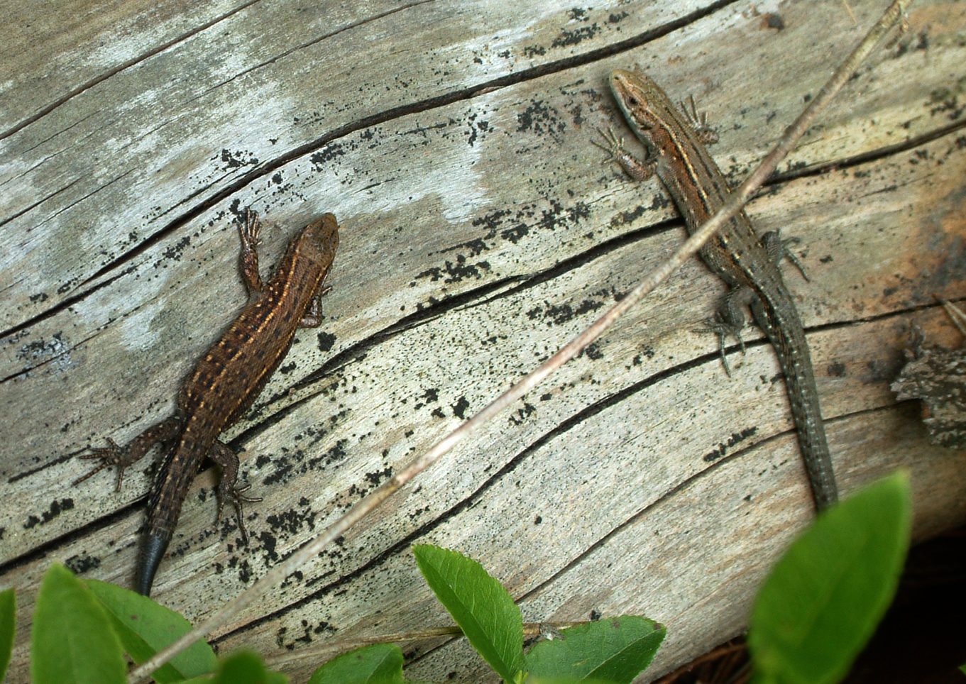 Zootoca vivipara