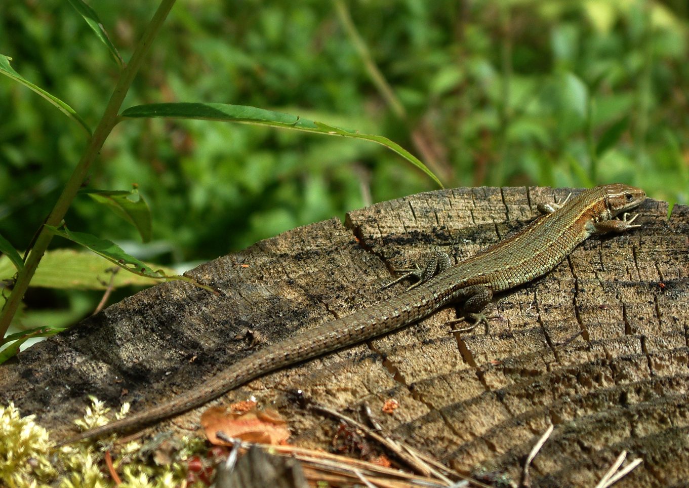 Zootoca vivipara