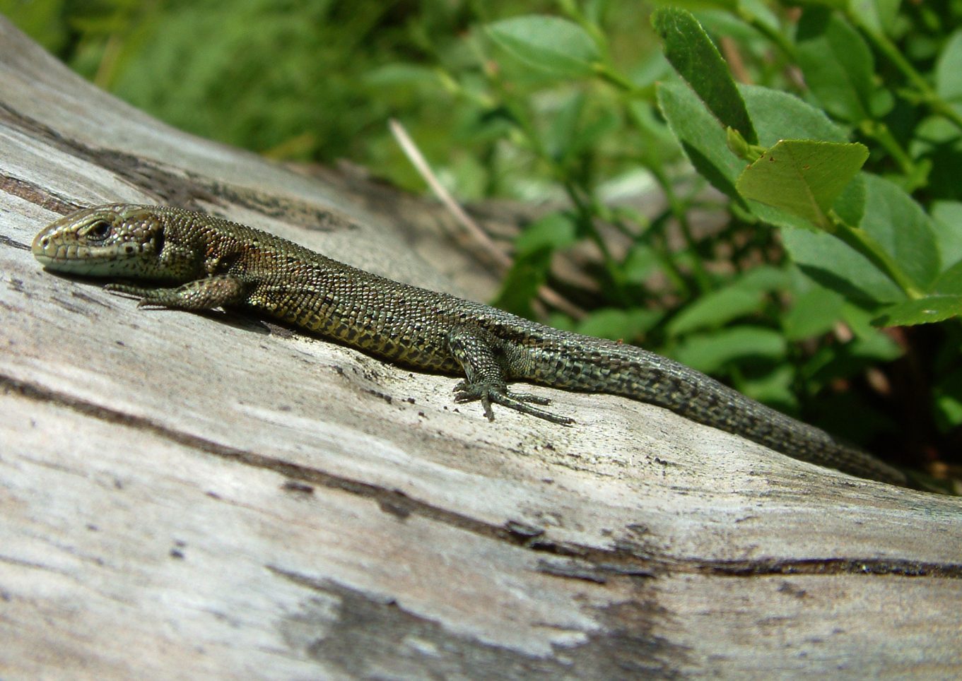 Zootoca vivipara