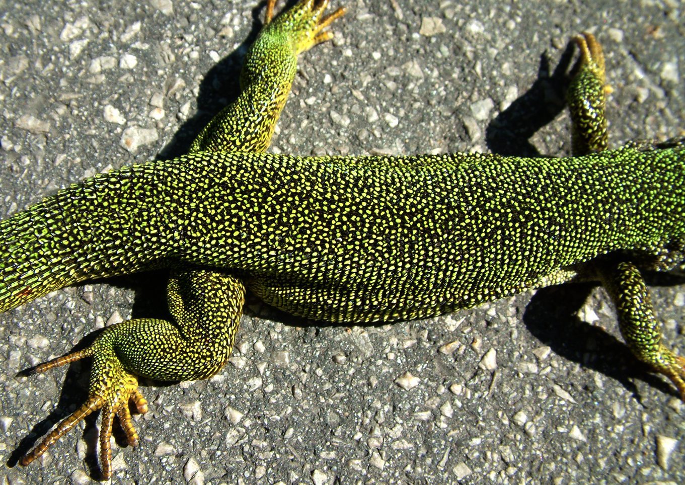 Lacerta viridis