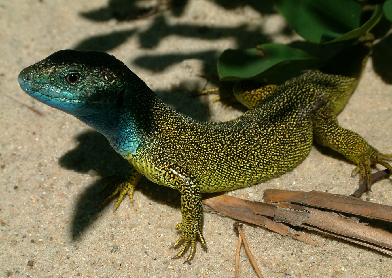 Lacerta viridis