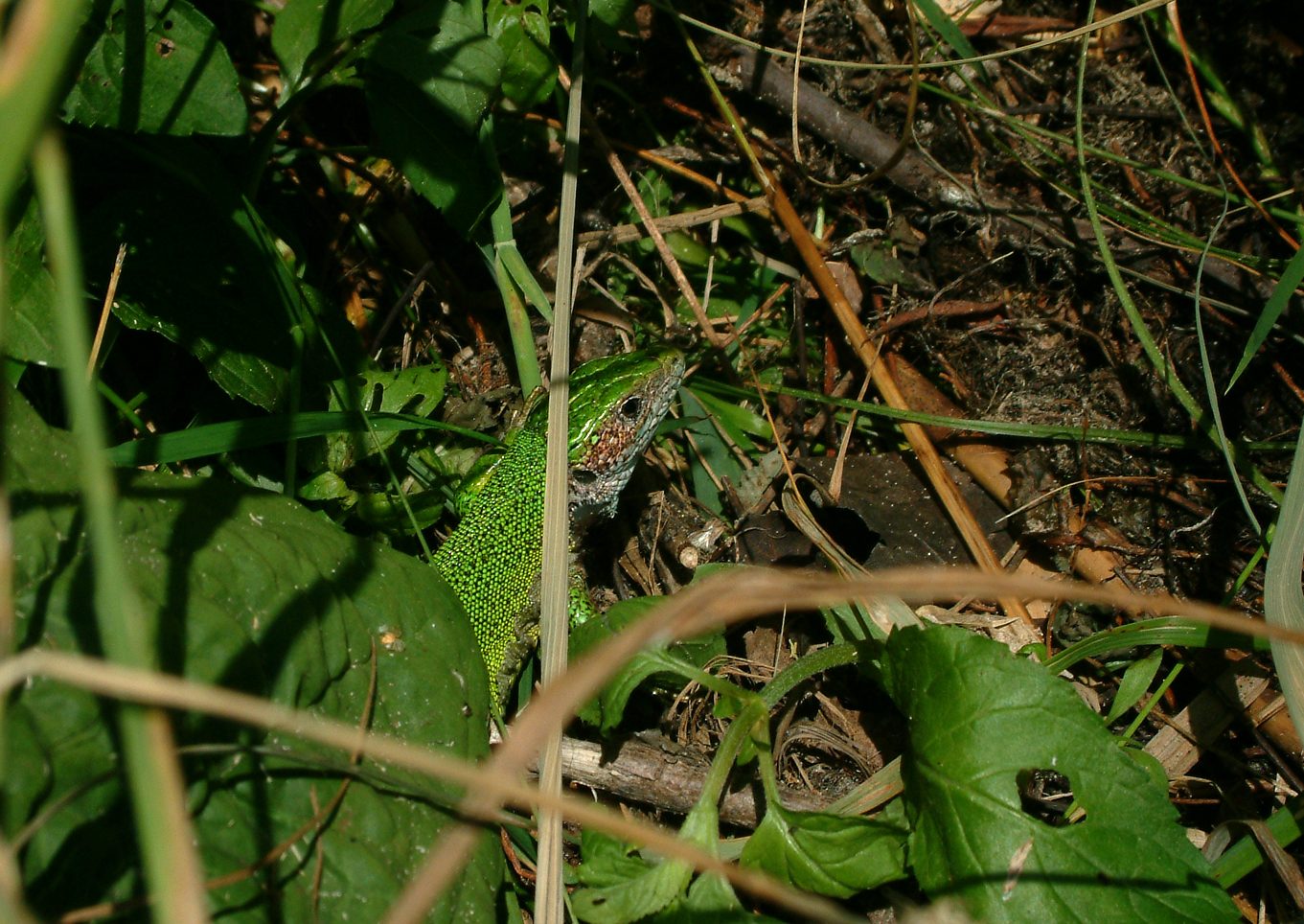 Lacerta viridis