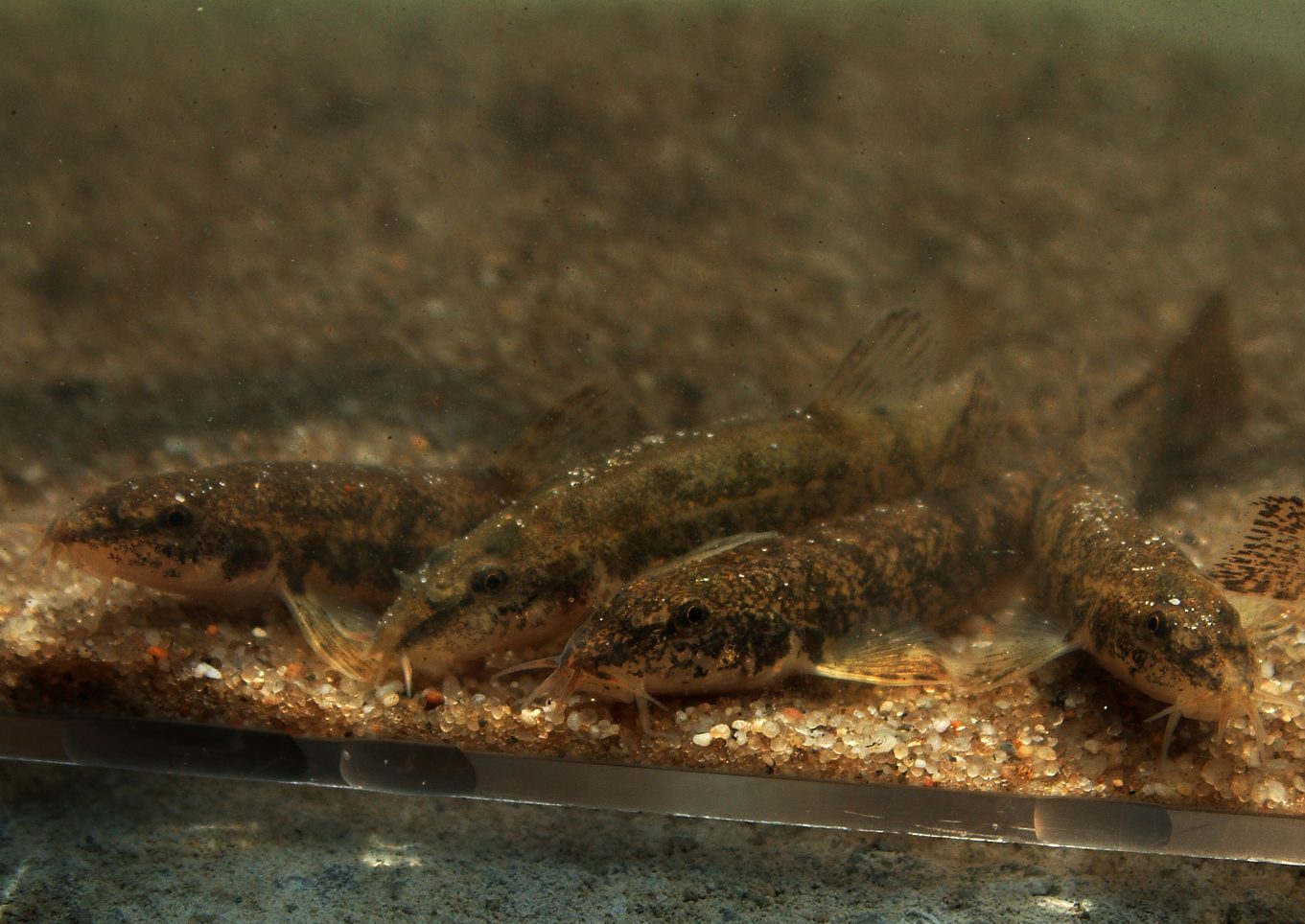 Vampil Slovakia
