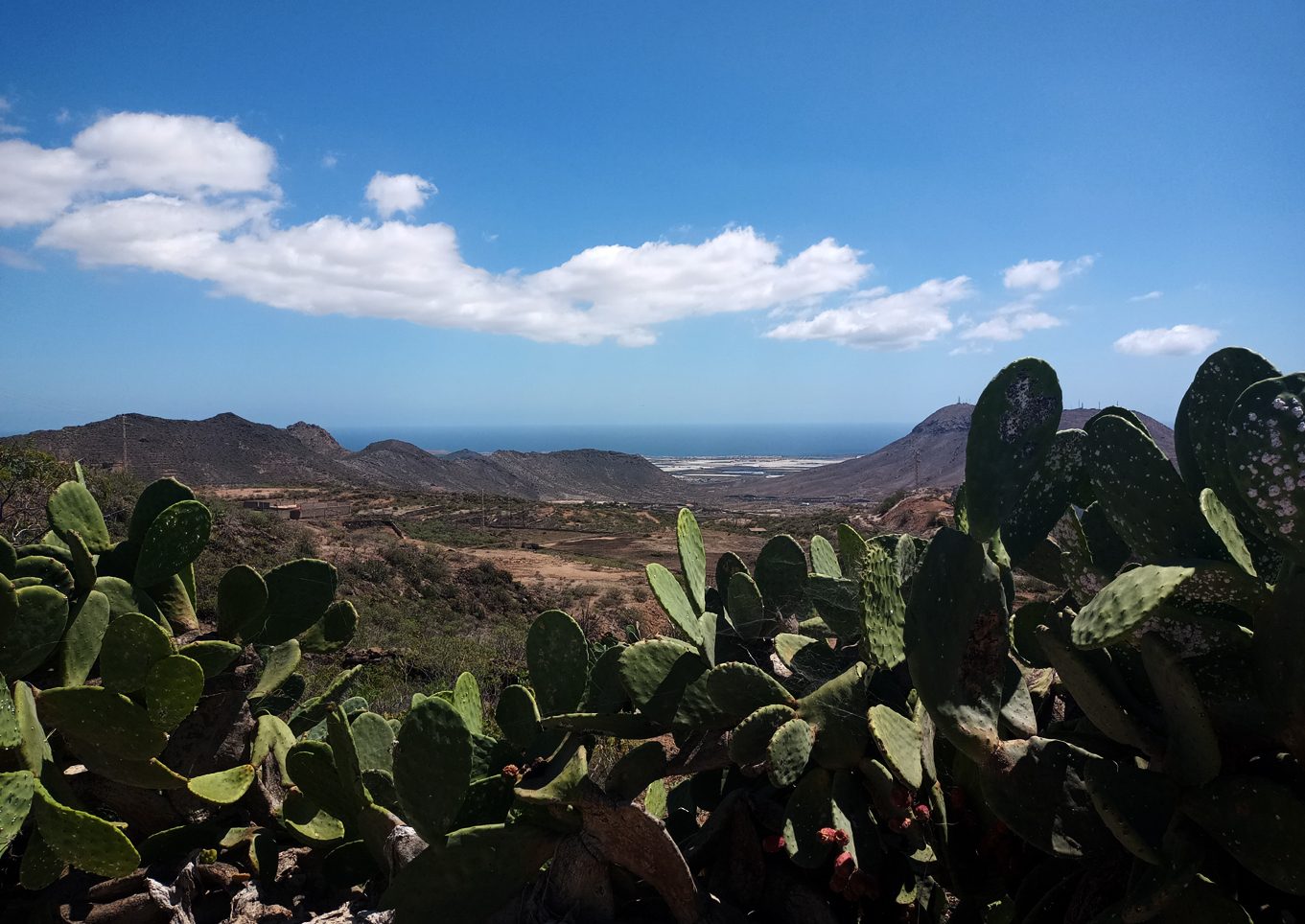 Tenerife guppy