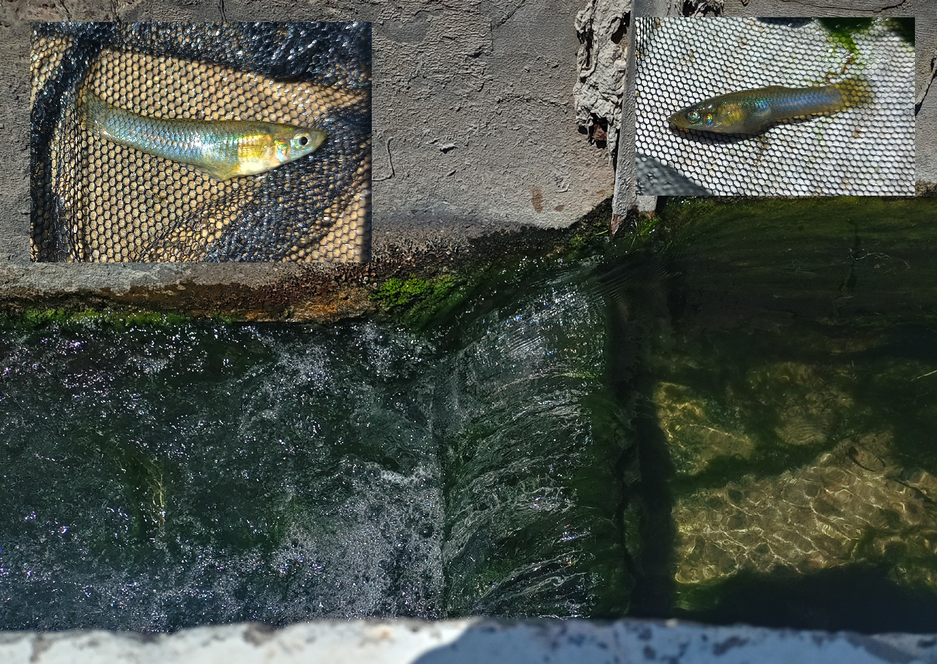 Tenerife guppy