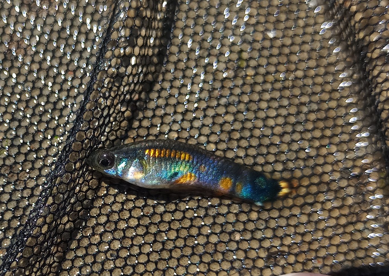 Tenerife guppy