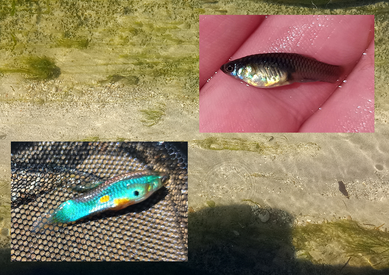 Tenerife guppy