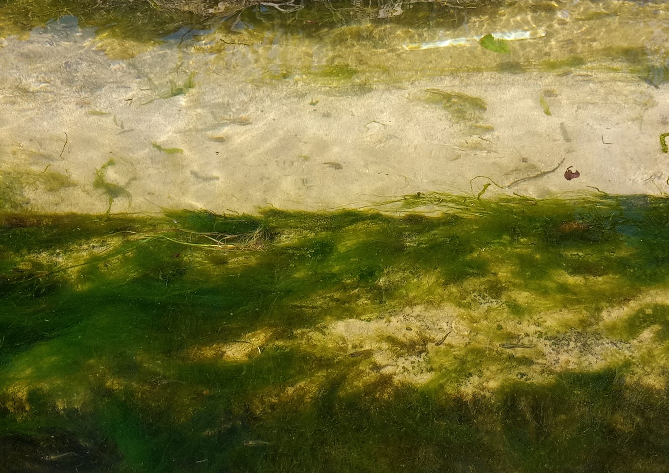 Tenerife guppy