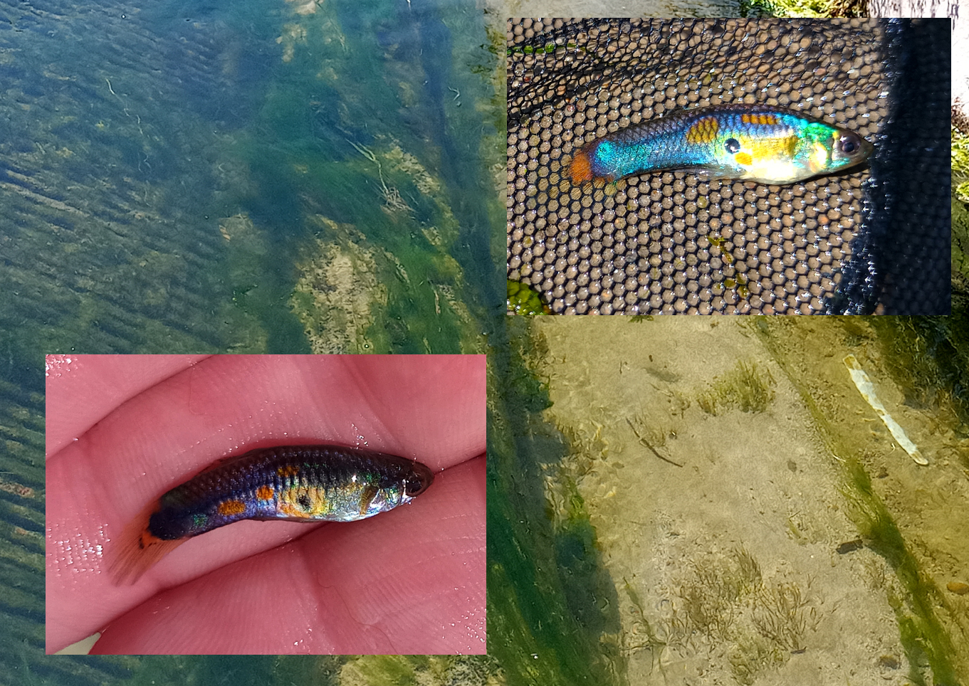 Tenerife guppy