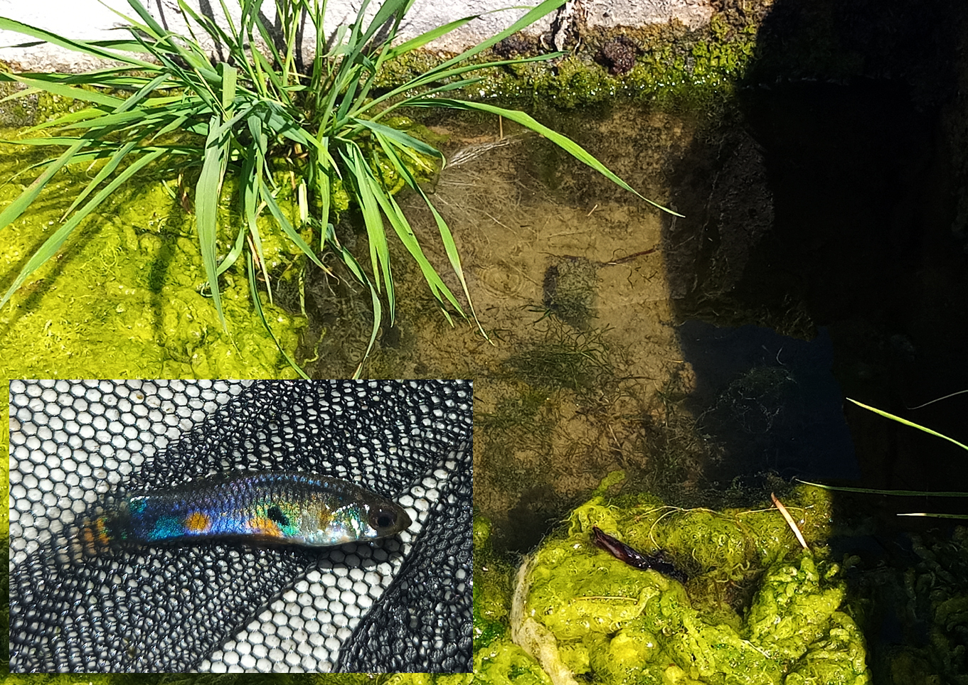 Tenerife guppy