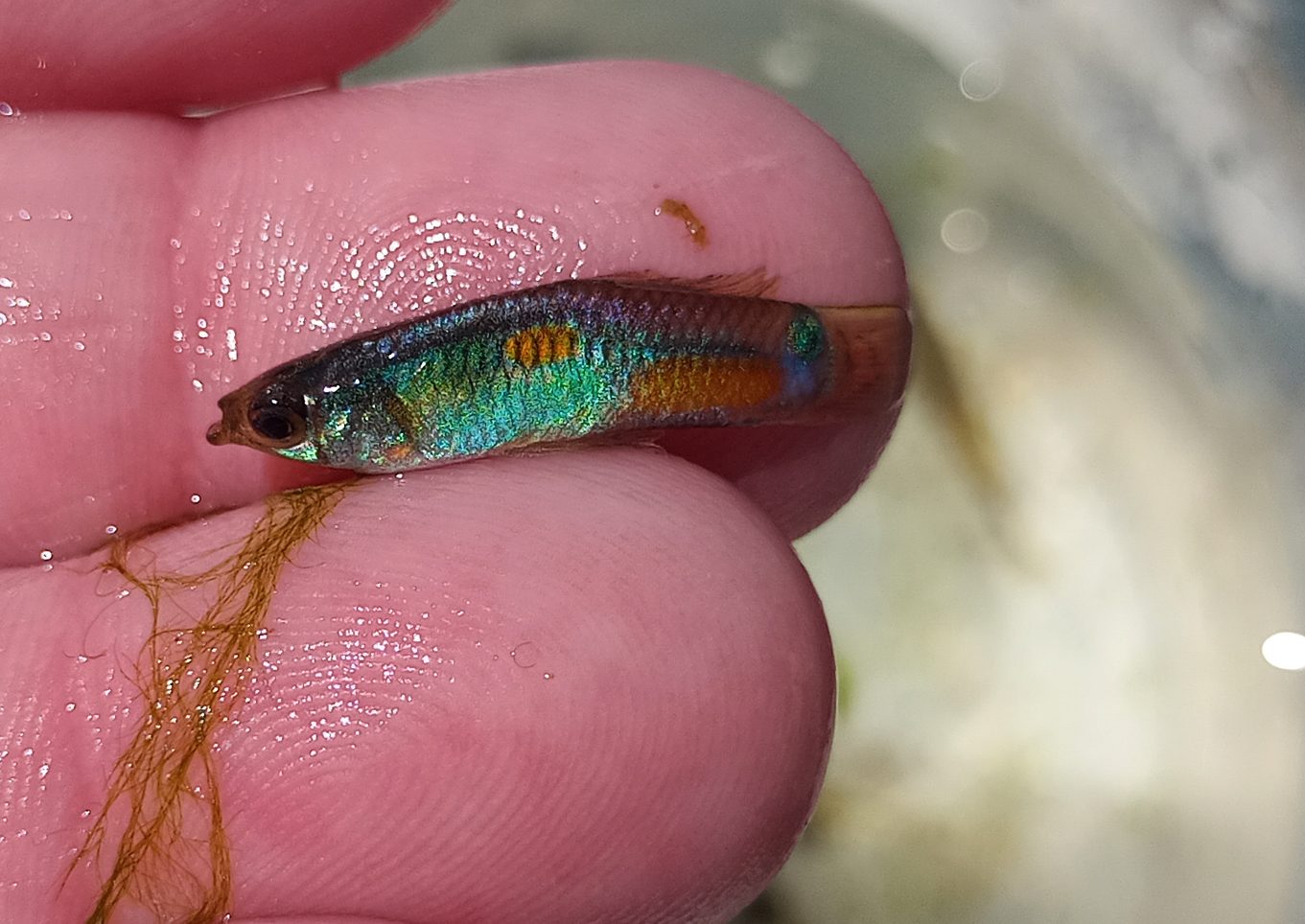 Tenerife guppy