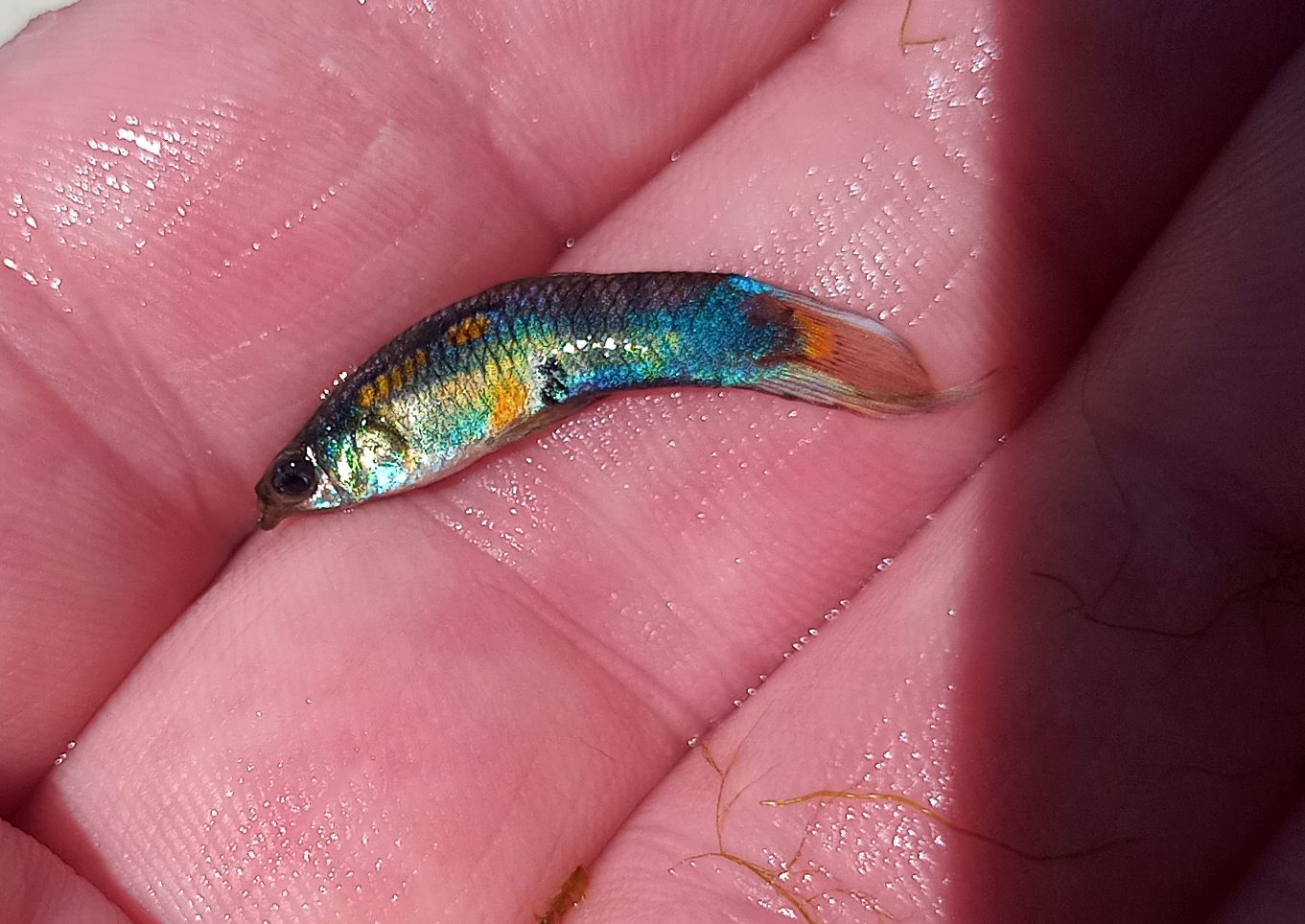 Tenerife guppy