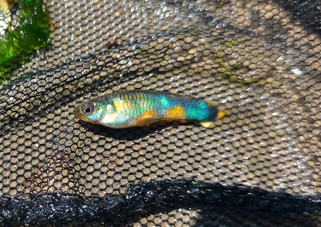 Tenerife guppy