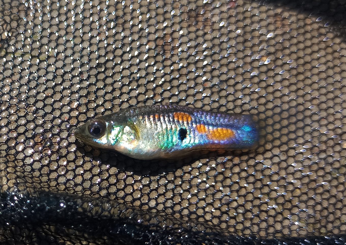 Tenerife guppy