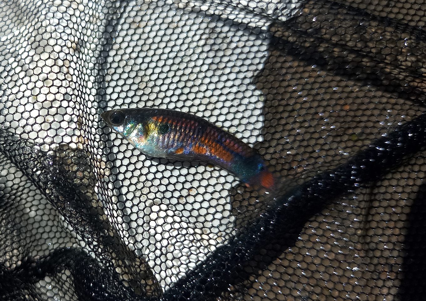 Tenerife guppy