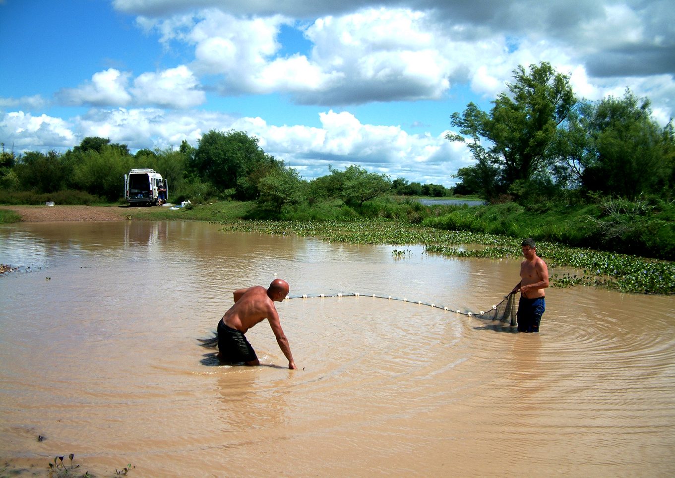 Krókódílar Caiman latirostris