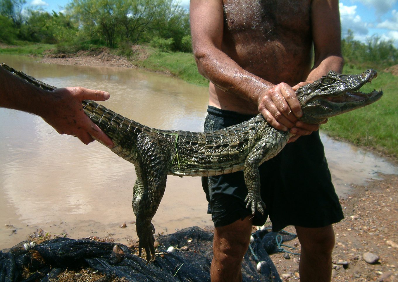 Krókódílar Caiman latirostris