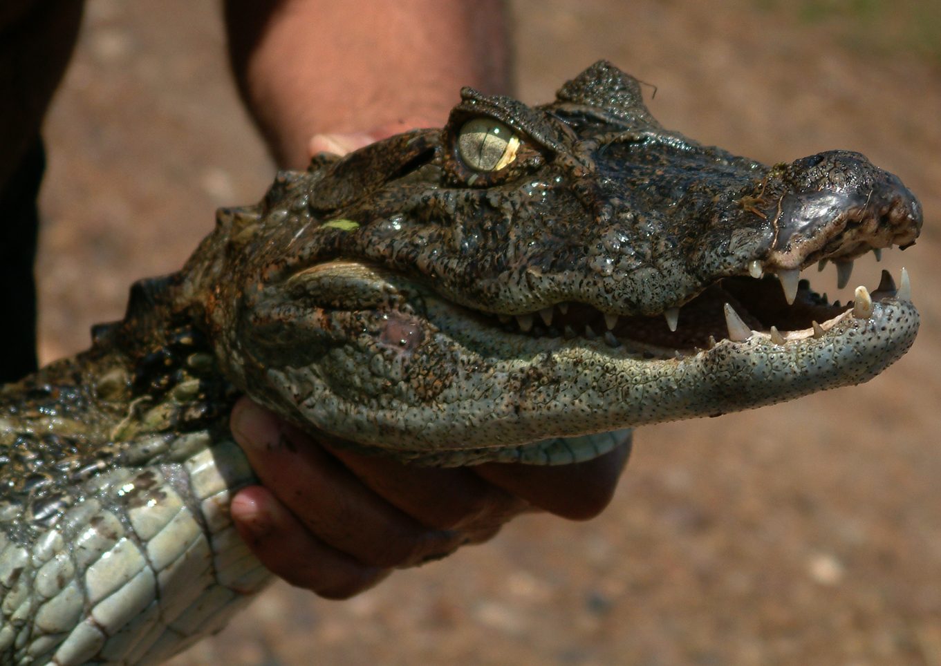 Krókódílar Caiman latirostris