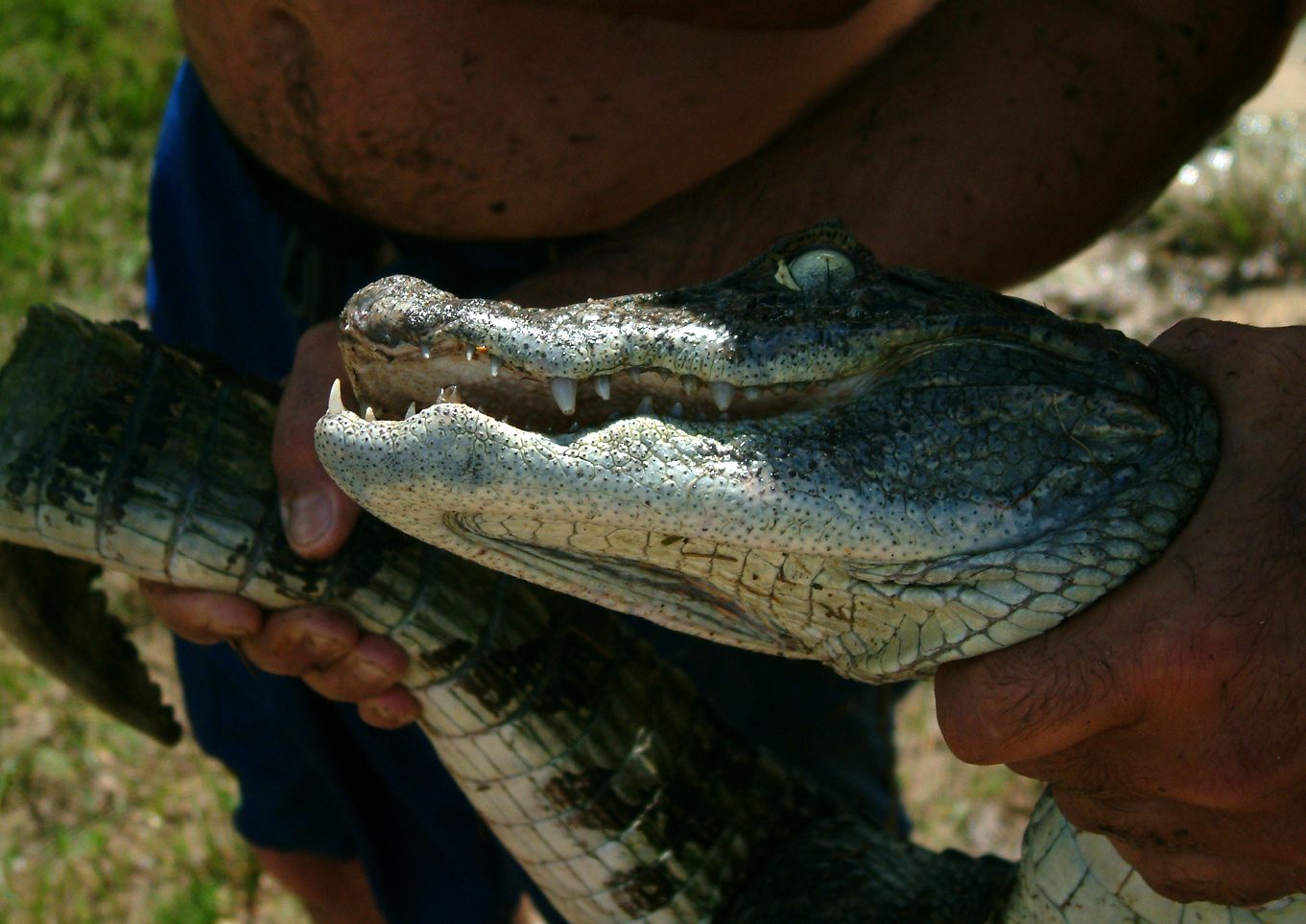 Krókódílar Caiman latirostris