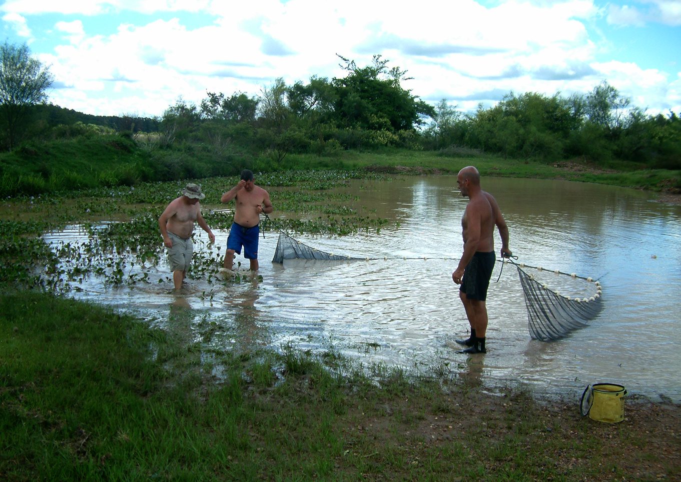 Krókódílar Caiman latirostris
