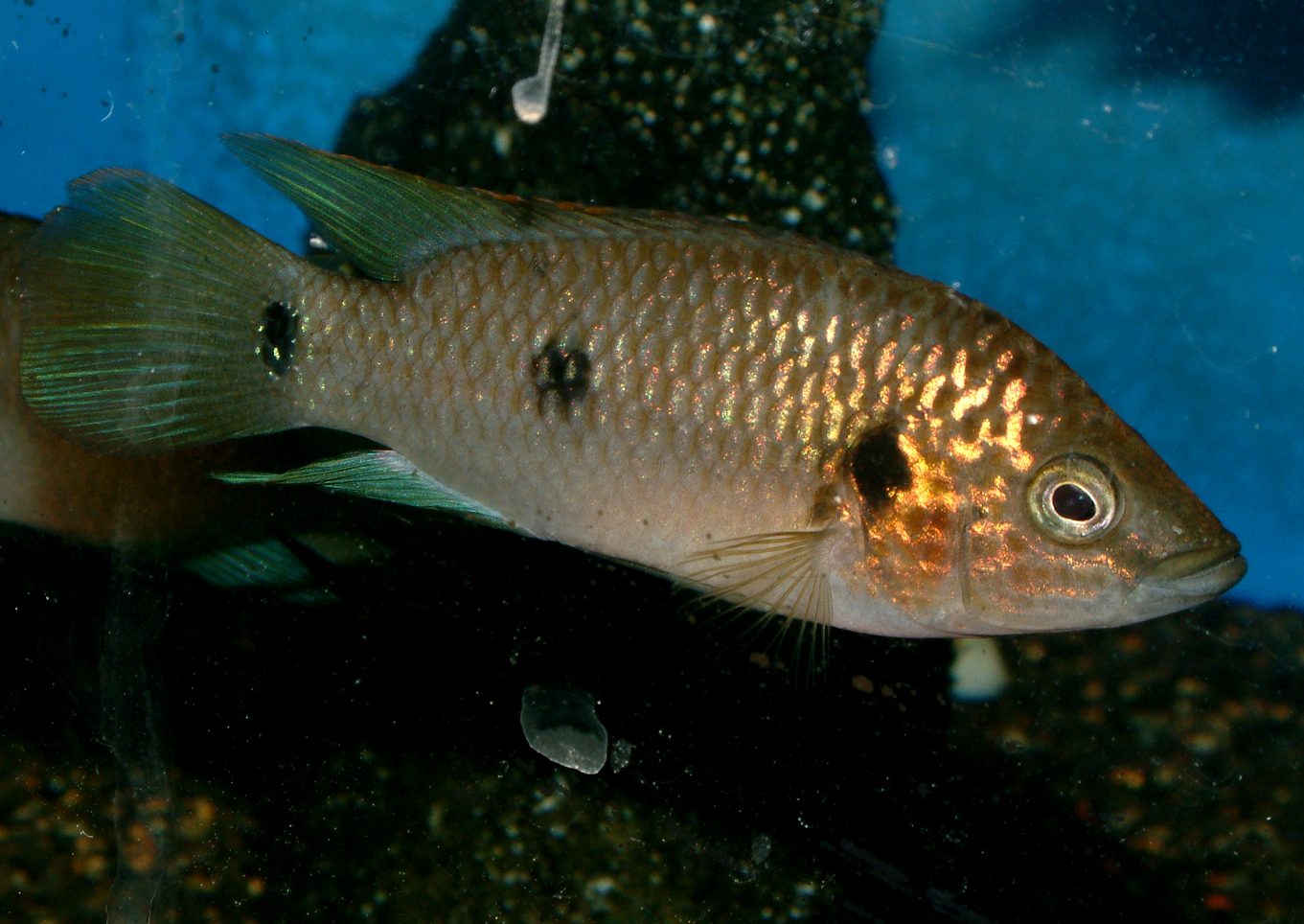 Rubricatochromis guinea II