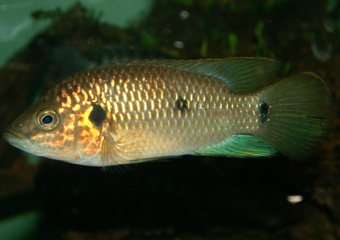Rubricatochromis guinea II