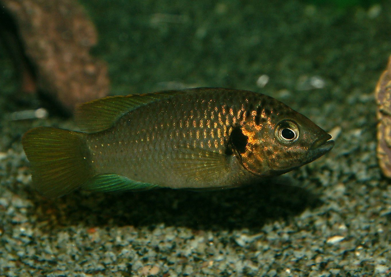 Rubricatochromis guinea II