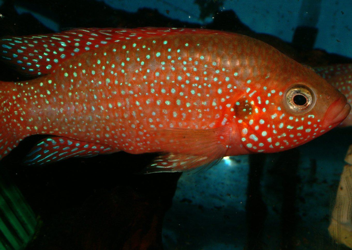 Rubricatochromis mix