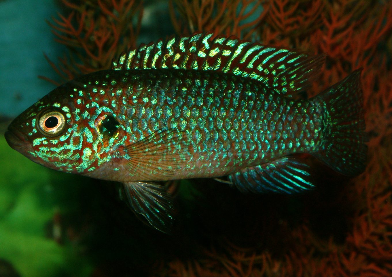 Rubricatochromis mix